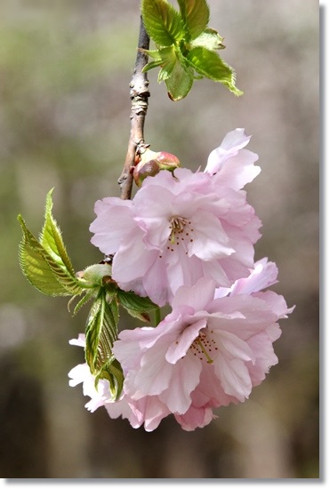 樹木公園-19 紅豊 15.4.18