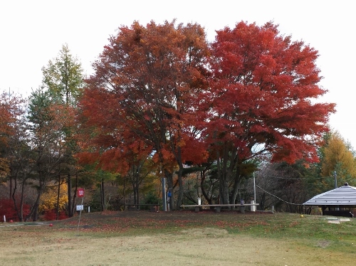 20131104_144845 (500x374).jpg