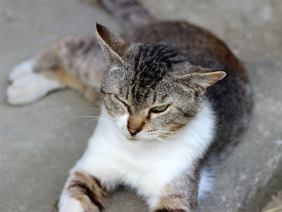 我が家のニャンコ♪2014/05/12-2