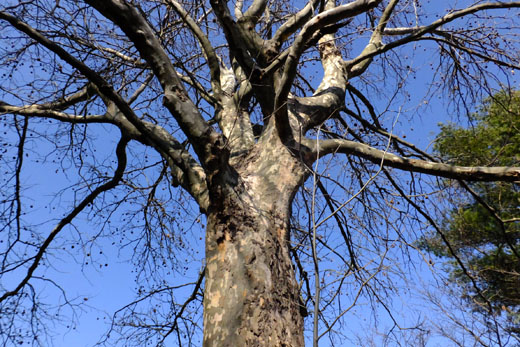 DSCF7444.jpg