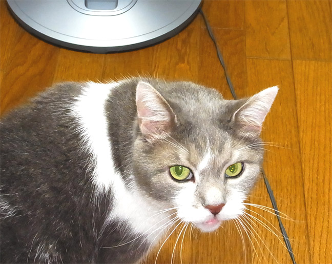 扇風機大好き.4jpg.jpg