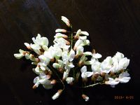 アカシアの花.jpg