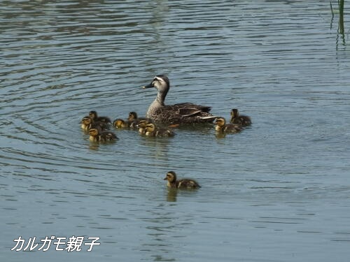 小池公園にて