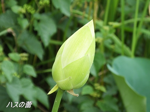 洗足池のお花達