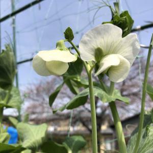 スナップエンドウ 花が咲かない ちょろ松の家庭菜園奮闘記 楽天ブログ