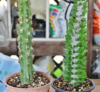 IMG_3321.jpg