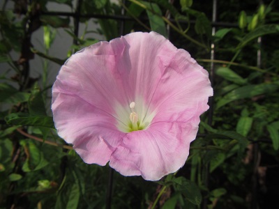 花２１.jpg
