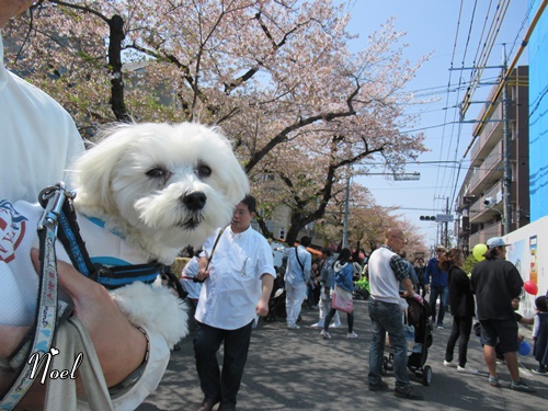 馬込文士村大桜まつり