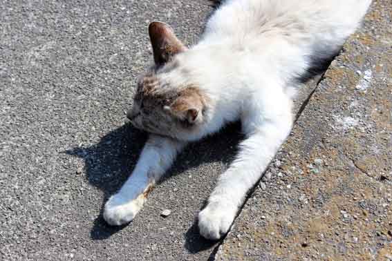 我が家のニャンコ♪2014/02/25-3