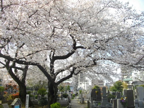 染井霊園 (8) (500x375).jpg