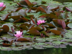 06-17mori-ike2 (1).JPG