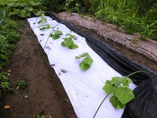 きゅうりにベト病か 褐斑病か それとも炭疽病 青パパイヤと家庭菜園日記 楽天ブログ