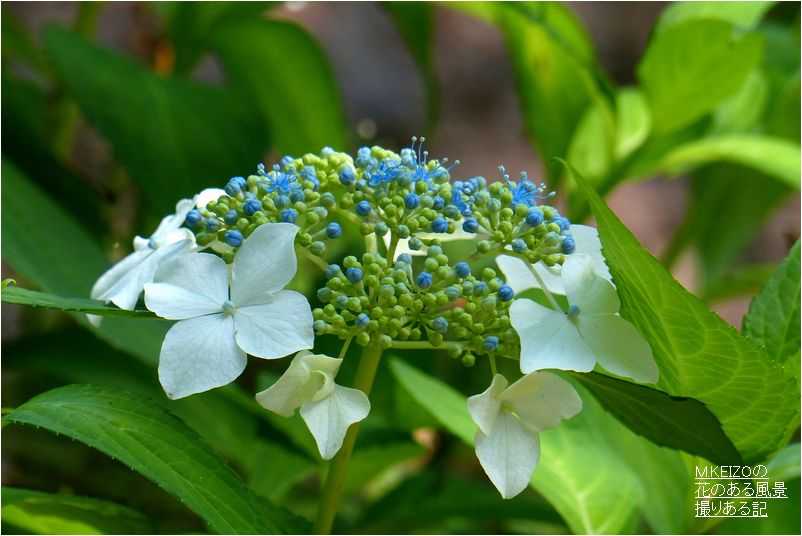 咲き揃った 紫陽花 その２ 6 7撮影 M Keizoの 花のある風景 撮りある記 楽天ブログ
