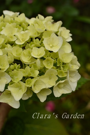 DSC_0020.JPG