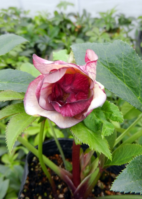 DSCN1216.JPG