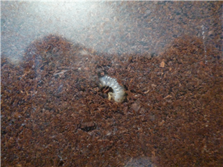 P1020531.png