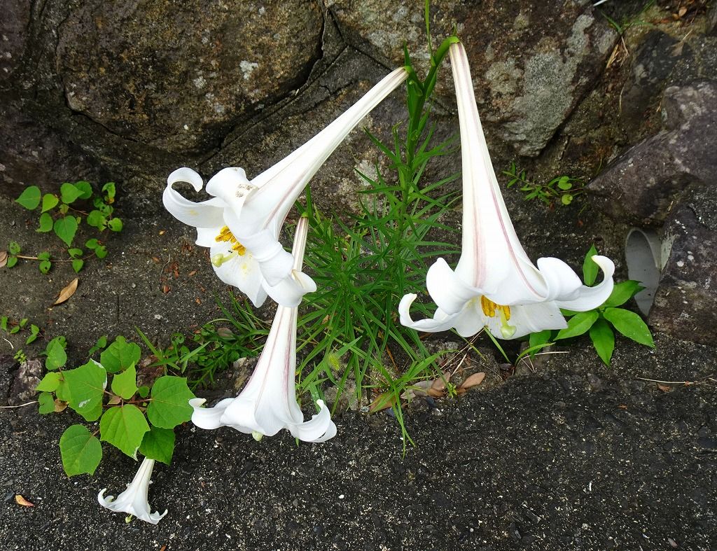8月7日 今日の一花 その４ タカサゴユリ 高砂百合 Gazengamaのブログ 散歩中に出合った花と趣味の陶芸作品 楽天ブログ