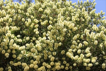 カリステモン・フォルモスス Callistemon formosus()