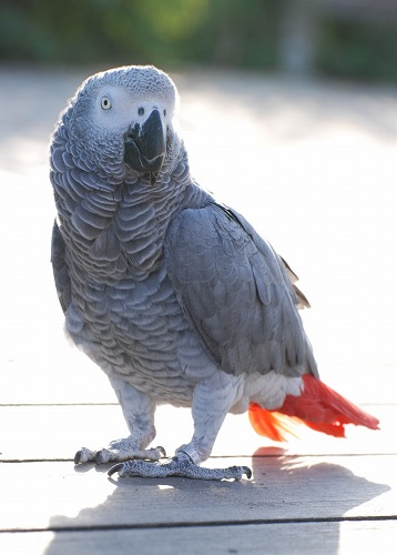 2007-10-28_AfricanGrayParrot_Meru.jpg