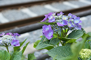 紫陽花