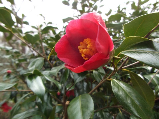 庭の椿２　20160405