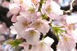 大寒桜.jpg