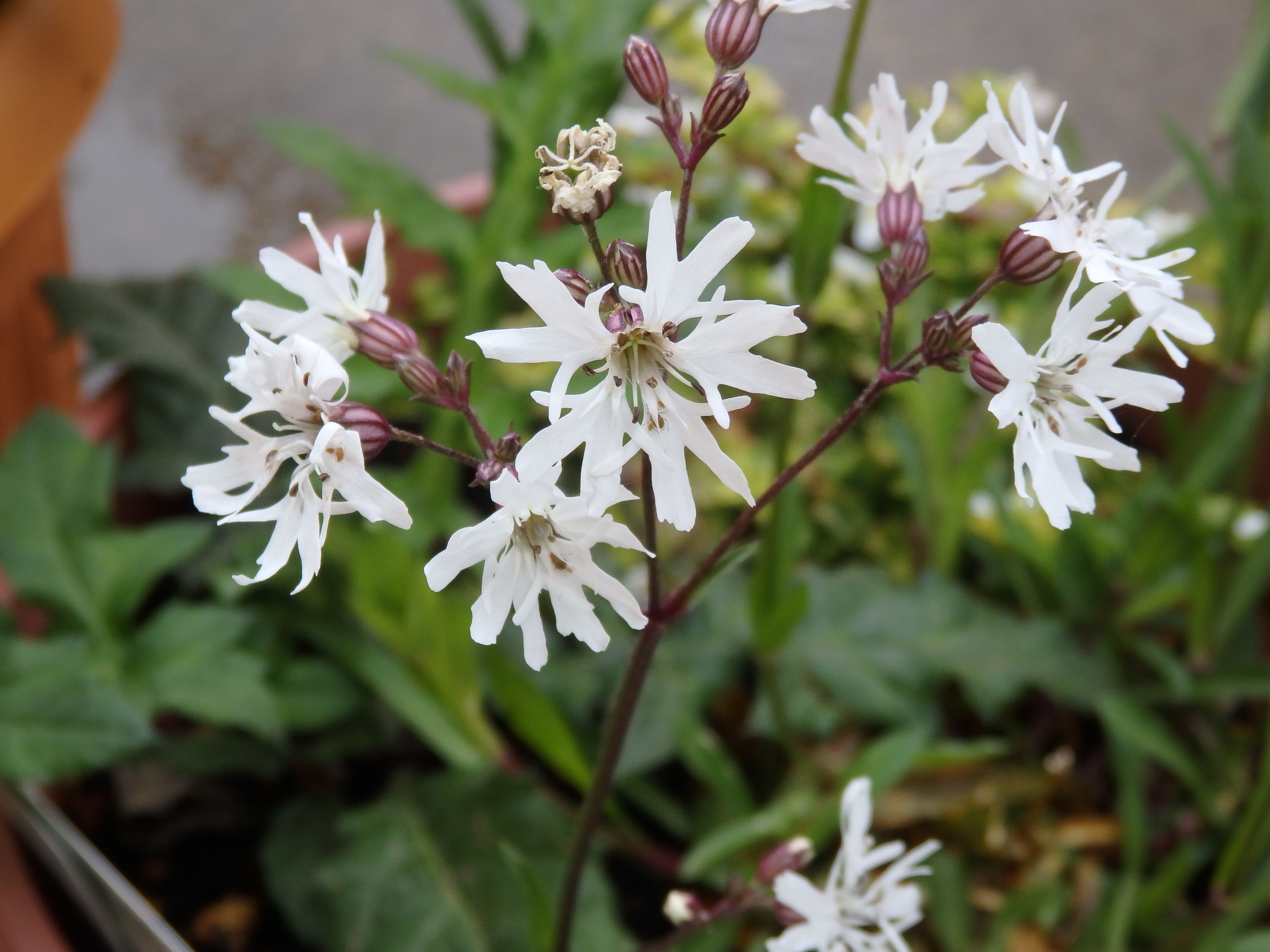 ５月に咲いた白い花 Kimi Teaの花日記 楽天ブログ