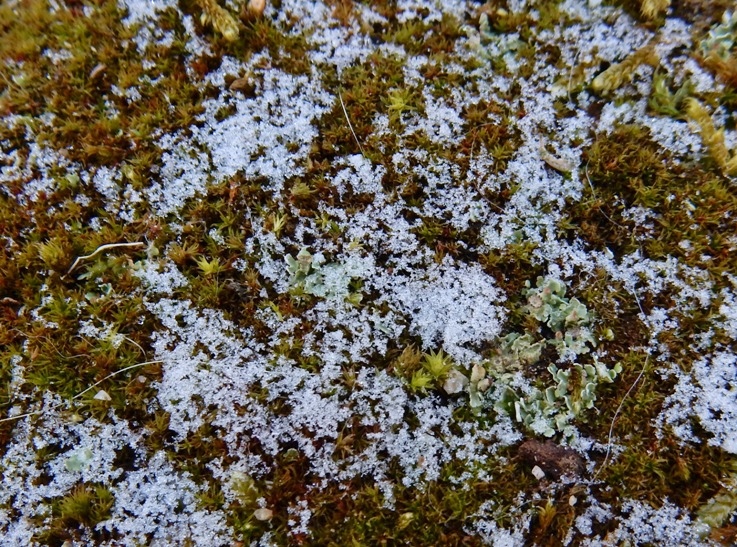 雪の跡.JPG