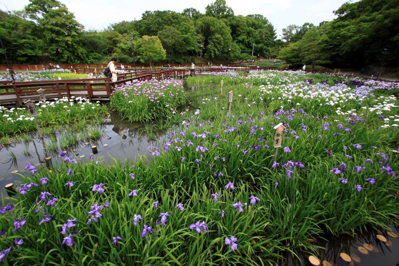 山田池公園_003.jpg