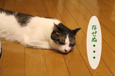 20121207113458_w_400_h_266_4428325.jpg
