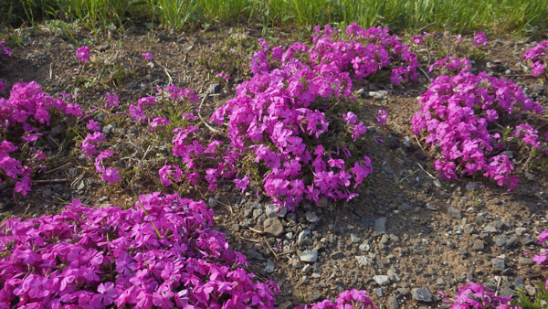 通勤路の花1.jpg