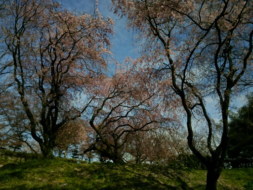 しだれ桜・・でしょうか？