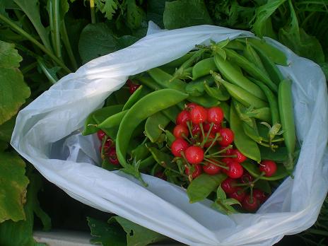 新鮮野菜