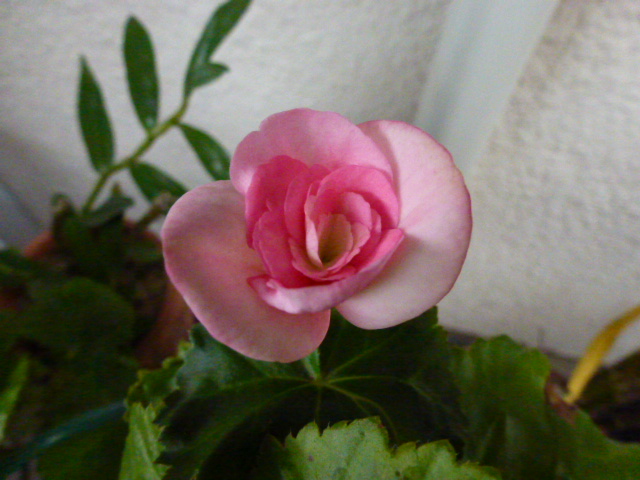 199 リーガースベゴニア