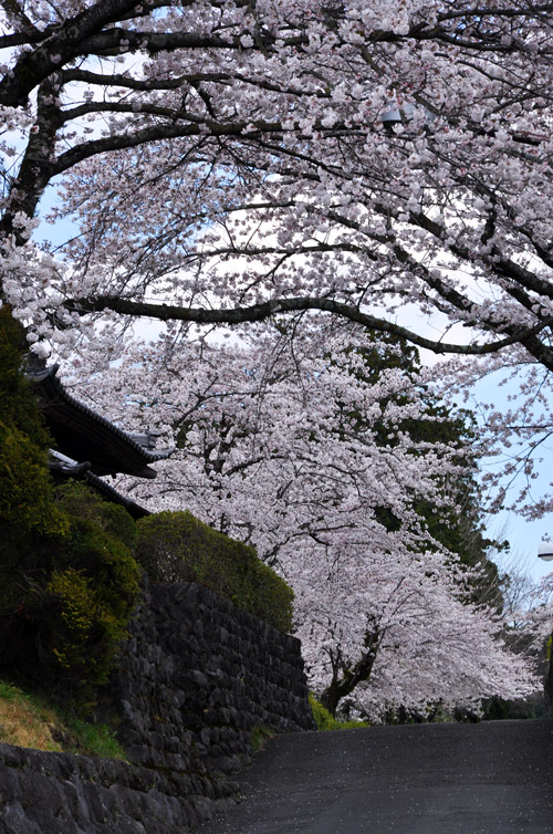 桜４
