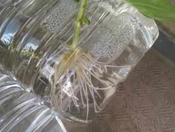 バジルの髭ぼーぼー