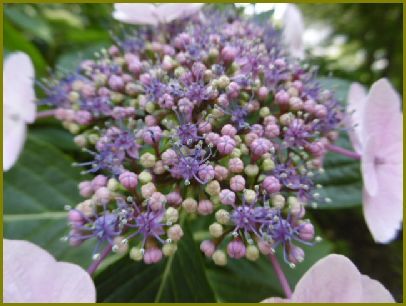 令和元年６月23日 紫陽花の花はマジシャン摩訶不思議 花の歳時記 天南星の魅力 山野草 楽天ブログ