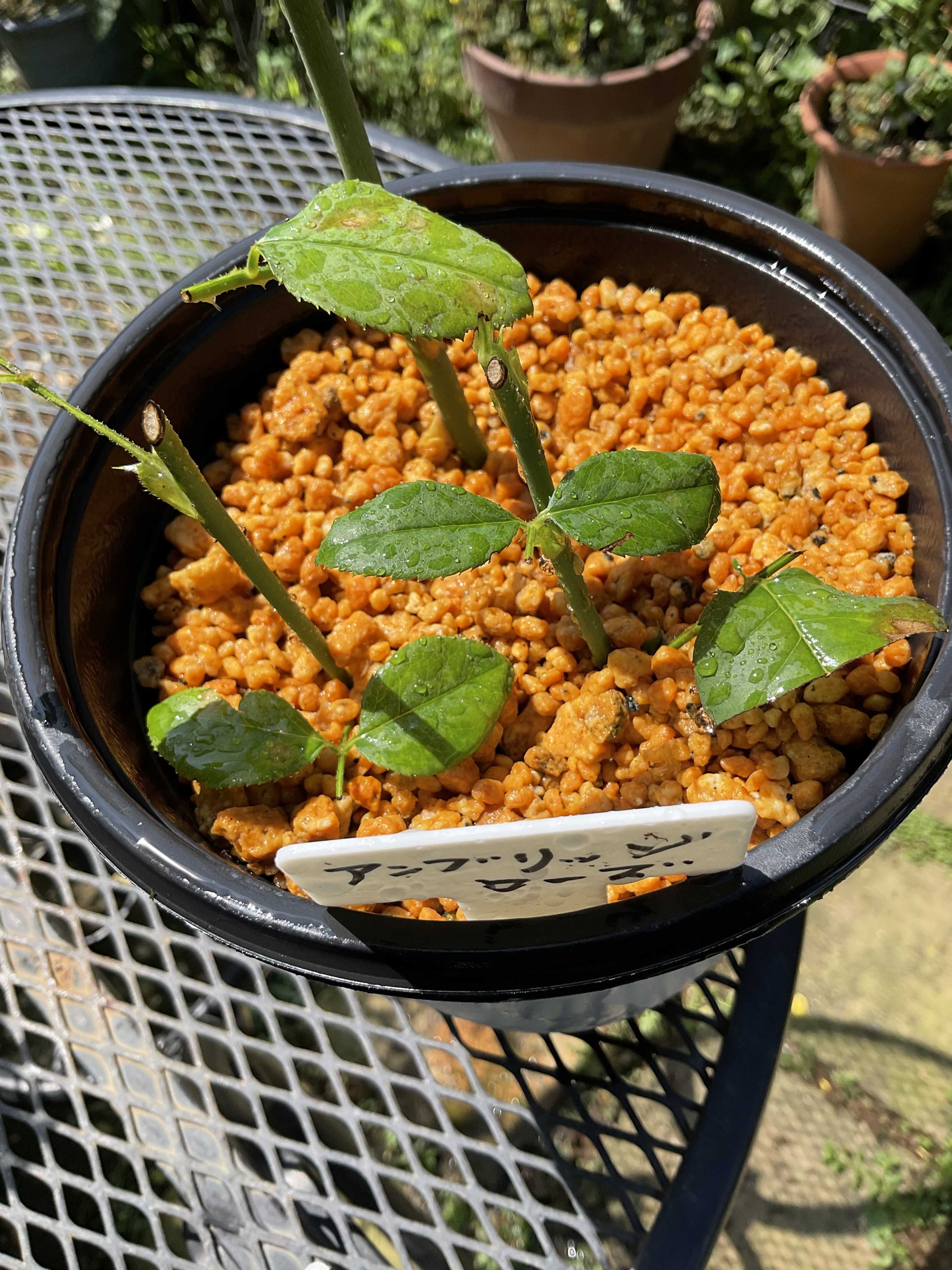 昨年の挿し木のバラ❋サマースノーのオベリスク仕立て | 花カホル