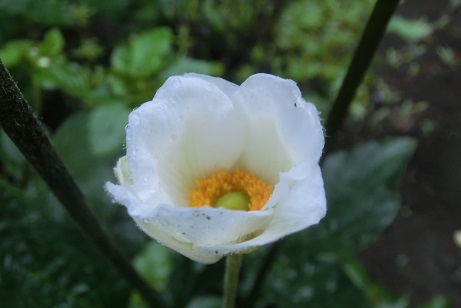 シュウメイギク白