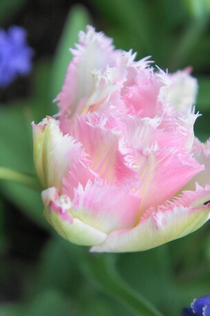 ちっぴーＨ22.29 022.jpg