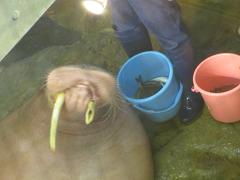 セイウチのランチタイム