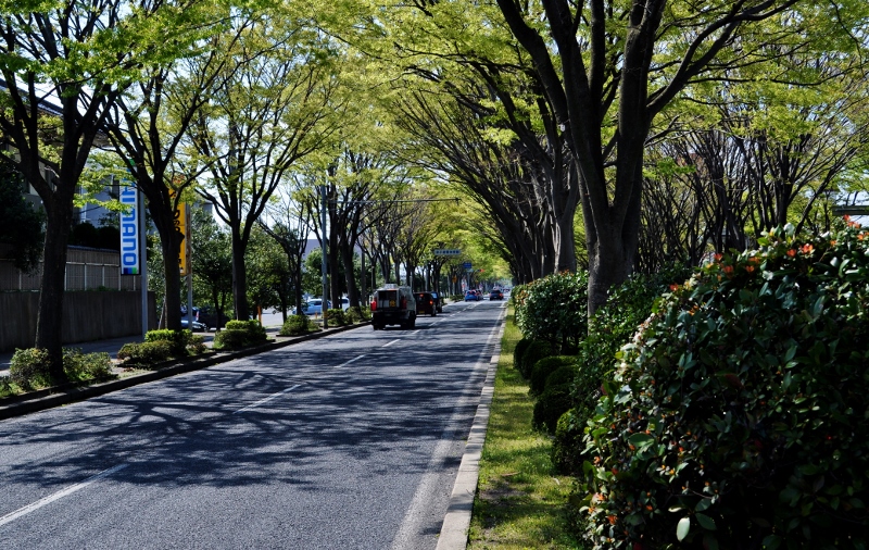 Ａ・ケヤキ道り.jpg