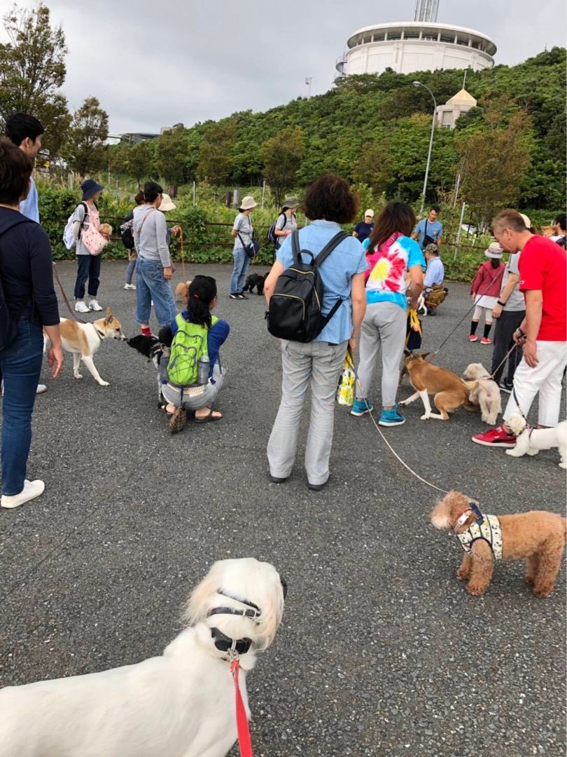 チャリティパックウォーク開催しました 古い平屋に犬 猫 と住む 楽天ブログ
