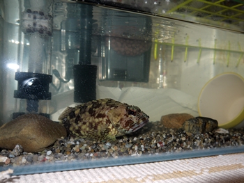 がしっぺ水換え (4)