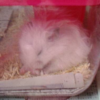 ハムスターのプー　冬を生き延びた