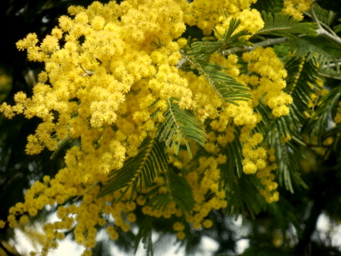 フサアカシアの花