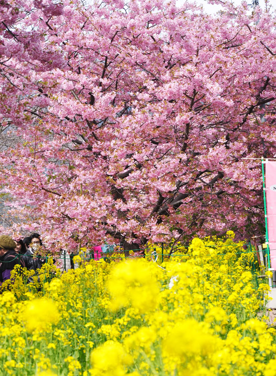桜７