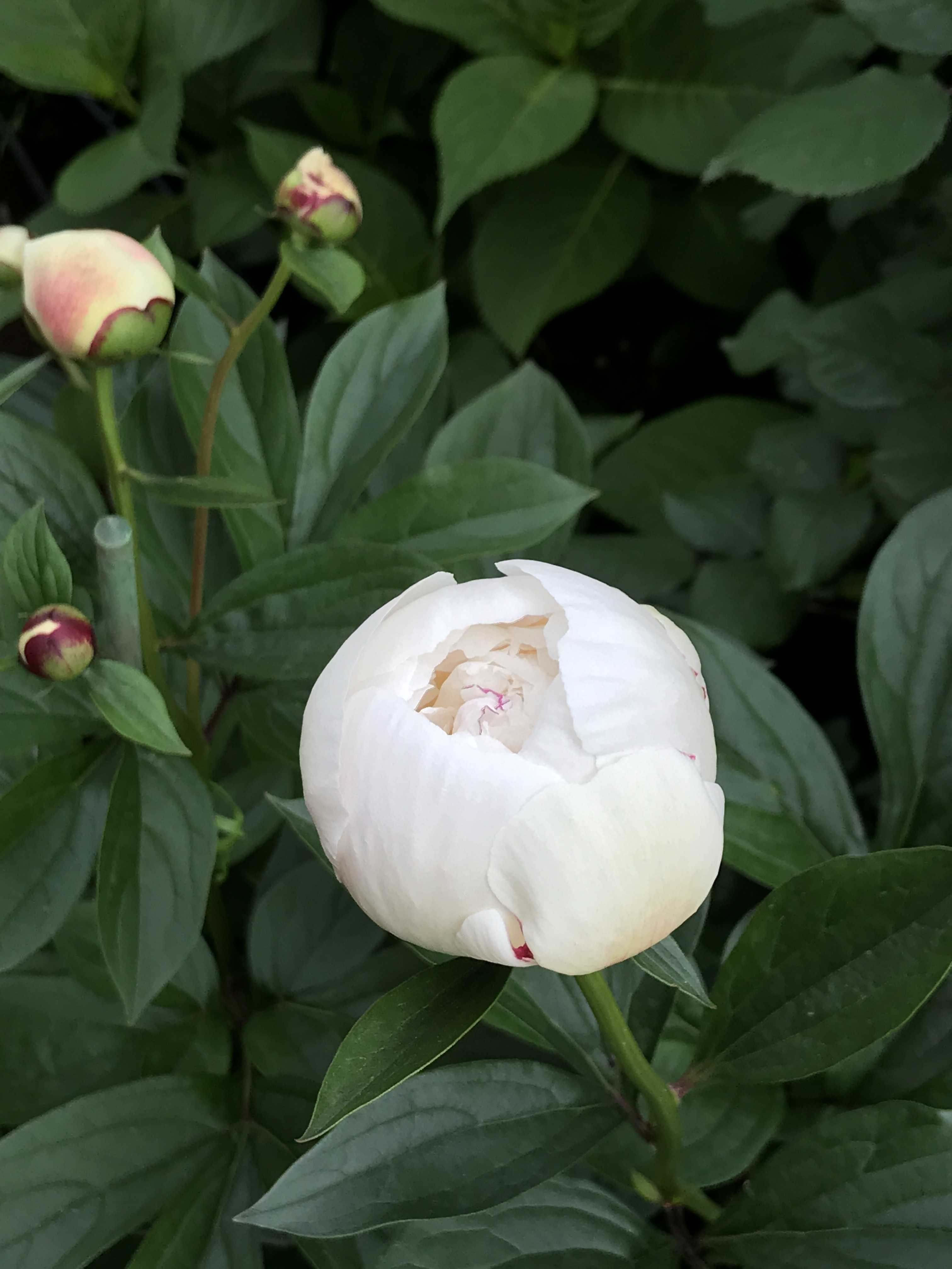 今が植えどき：シャクヤクの魅力は清楚と妖艶です | 花カホル - 楽天ブログ