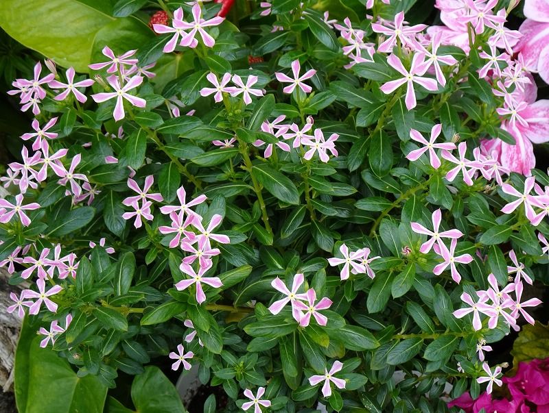 6月27日 呉服橋 五月山公園 池田市緑化植物園 城跡公園 呉服橋 Gazengamaのブログ 散歩中に出合った花と趣味の陶芸作品 楽天ブログ