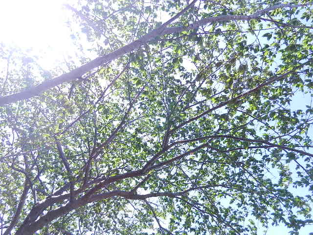DSCN4068 - コピー.JPG